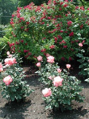 Merrick Rose Garden